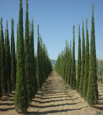CUPRESSUS SEMPERVIRENS